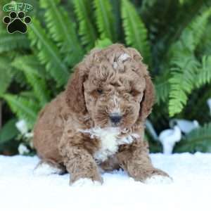 Dusty, Mini Goldendoodle Puppy
